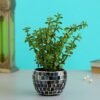 Jade Plant In Black Mosaic Design Pot