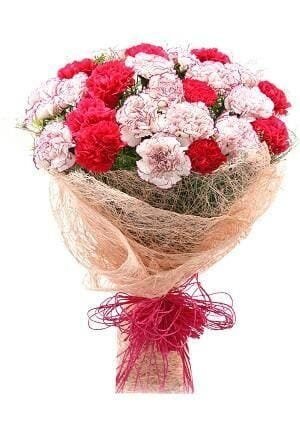 20 Pink & Purple Shaded Carnation