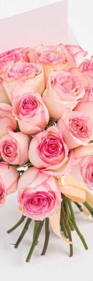 20 Shaded Pink Roses
