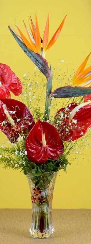 Birds of Paradise  N Anthurium