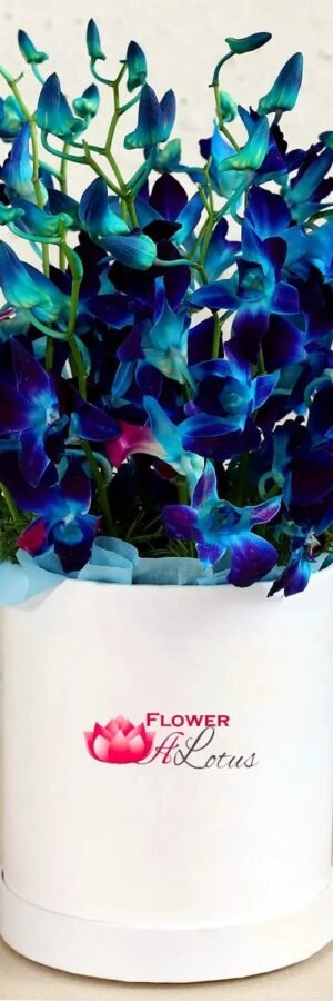 Blooming Blue Orchids in a box