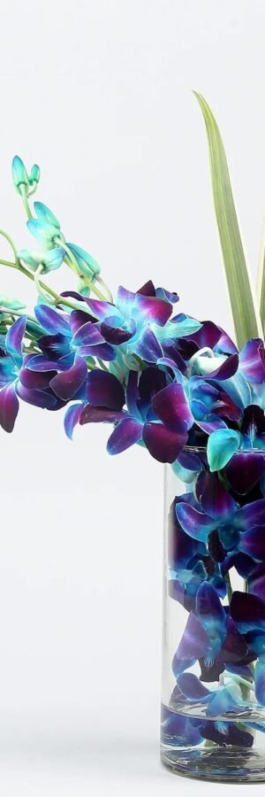Blue Orchids Dandella in Vase