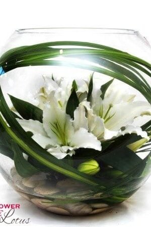 Elegant White Lilies