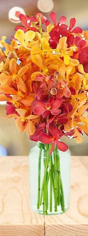 Exotic Mokara Orchid