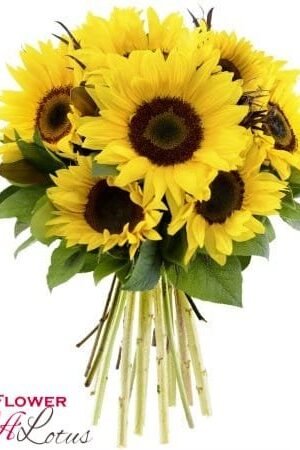 Gorgeous vibrant fresh sunflowers