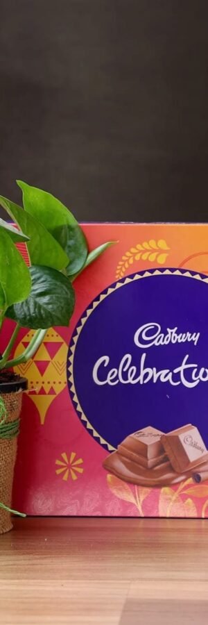 Money Plant & Cadbury Chocolates