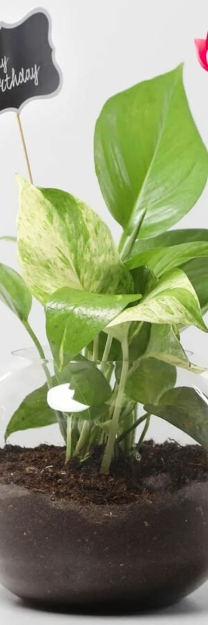 Money Plant In Glass Vase