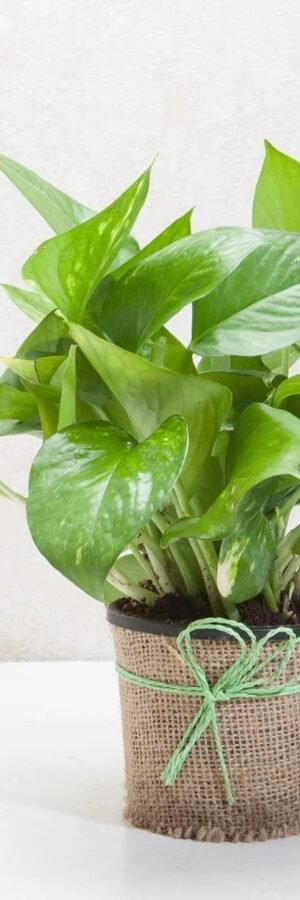 Money Plant in Jute Wrapped Pot