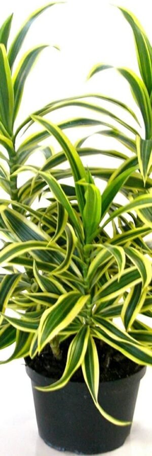 Song Of India Air Purifying Plant