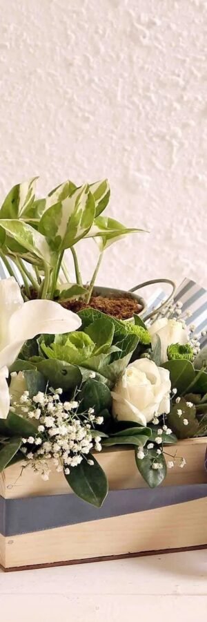 Syngonium Plant Premium Gift Hamper