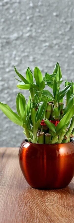 Two Layer Bamboo in Metal Pot