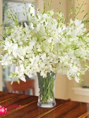 White Orchids in Vase