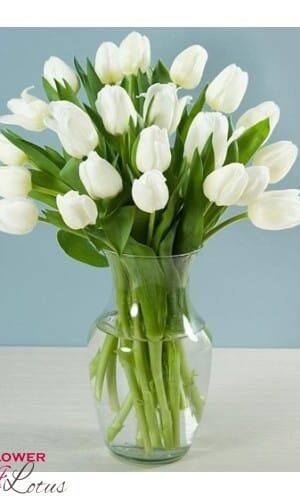 White Tulip
