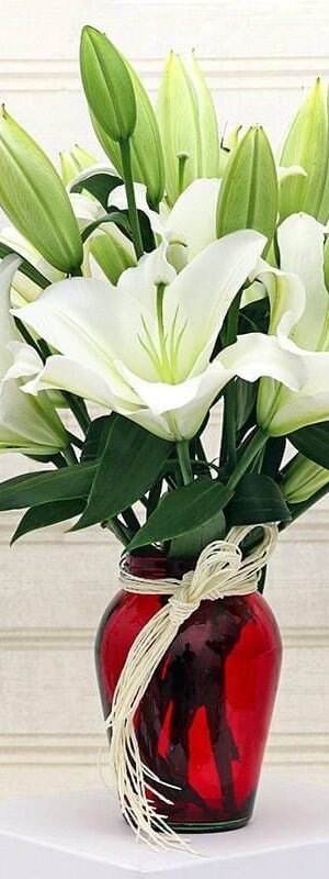 White lily in a red glass vase