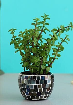 Jade Plant In Black Mosaic Design Pot