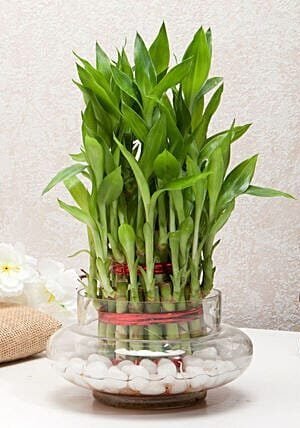 Three Layer Bamboo Plants